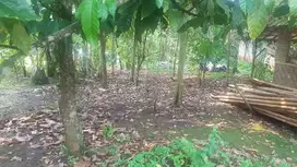 Tanah kebun Dijual di Pandeglang Banten 650 M2