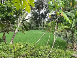 Tanah sawah 500 meter diutara kampus uii sleman