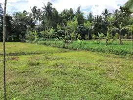 Tanah sawah 1027 meter diutara kampus uii sleman