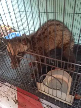 Musang pandan ukuran lumayan besar