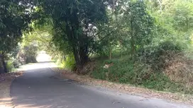 KEBUN DI JALAN RAYA || 3 KM KE GERBANG TOL DARANGDAN