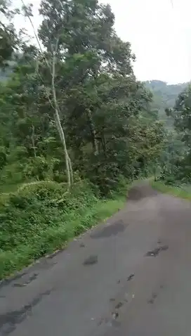 Di Jual Tanah kebun Duren di Nanggung Bogor Barat