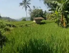 jual cpat murah sawah produktik