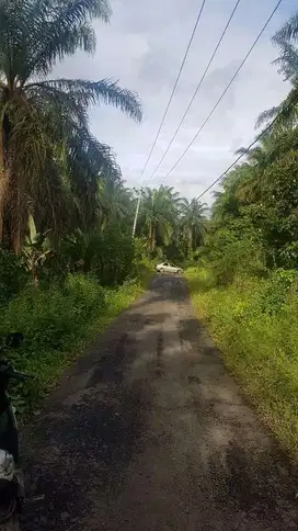 Tanah Dijual di lebak 3 Ha Cocok untuk Kandang Ayam