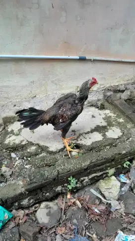 Jual ayam pakoy