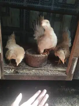 Ayam serama betina/bini