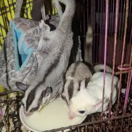 Sugar Glider Induk dan Anak