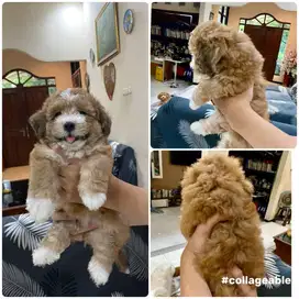 Anjing Shitzu mix Poodle