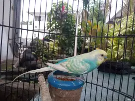 Parkit jantan siap kawin warna mewah bukan Lovebird GA atau emprit