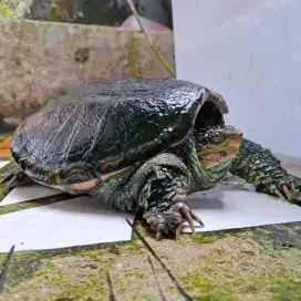 Kura kura CST  common snapping turtle dewasa ukuran 30cm an