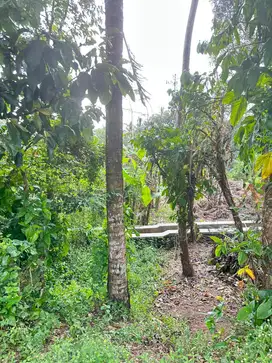 Tanah Lahan Sawah Dekat Jalan Raya Turi Tempel Sleman