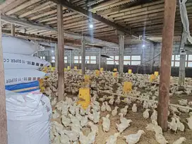 0107021L Tanah bonus bangunan dan peternakan ayam di Pering Blahbatuh