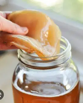 Kombucha tea jamur hidup buat kesehatan