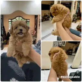 Anjing Shitzu mix Poodle