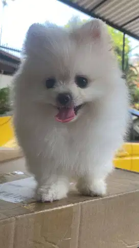 Pomeranian Jantan 1.5 tahun Orange Cream