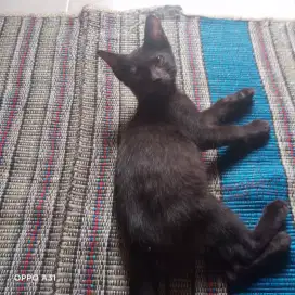 kucing hitam jantan