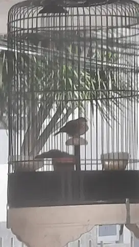 Burung branjangan javanica gacor