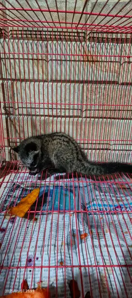 Anakan Musang Kecil