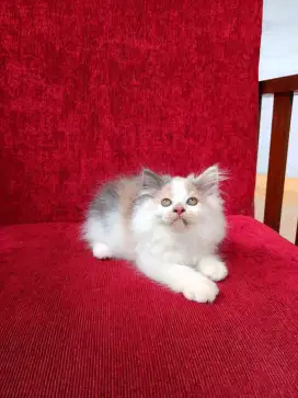 Kitten Persia 3 Bulan