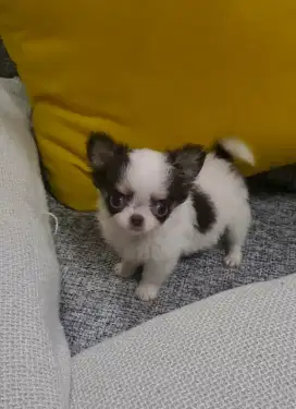 Chihuahua puppy