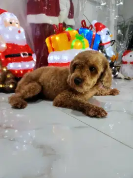 Semi Hibah Poodle Dewasa Betina