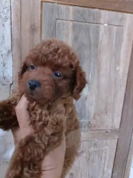 Pupies poodle lucu