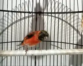 Siskin klasik 1 jodoh trah isabel