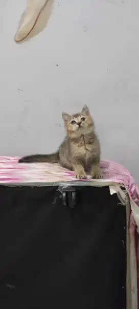 kitten british shorthair betina golden 100% asli