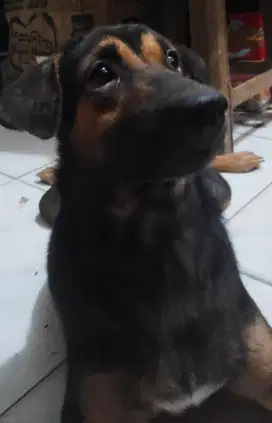 Anjing Jantan Rotweiler + Golden Retriever