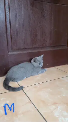 Open Adopt Kitten British Shorthair (BSH)