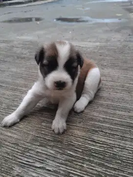 Beagle jantan 6 minggu