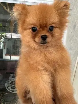 Puppy Pomeranian Betina 8 bln