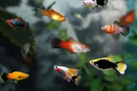 Ikan Platy | Iwak | Aquarium | Kolam | Dekorasi