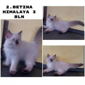 Kucing ras persia himalaya kitten betina