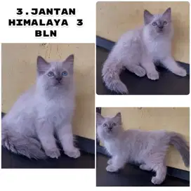 Kucing ras persia himalaya kitten