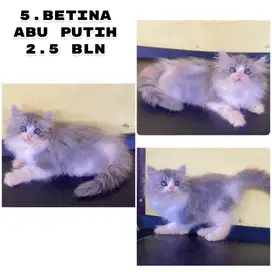 Kucing persia kitten betina abu2