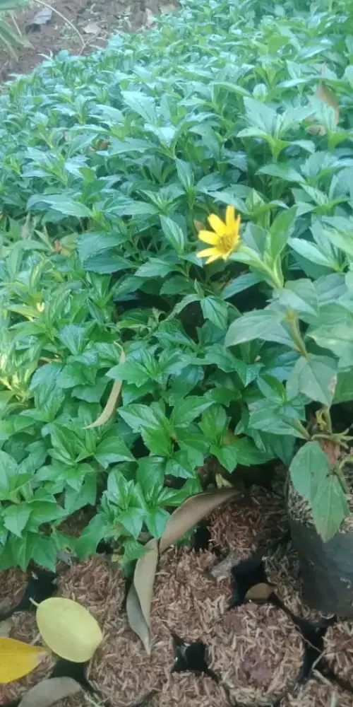Pohon Semak Widelia