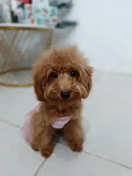 Jual Anak Anjing Poodle