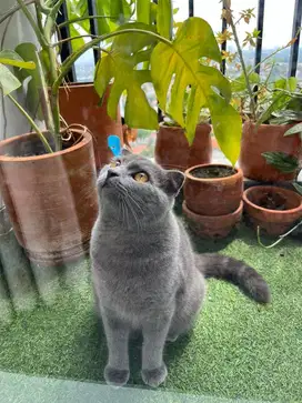 Scottish fold, solid blue