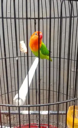 Burung lovebird biola gren