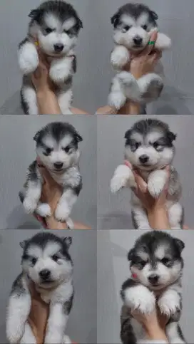 Anak Anjing Alaskan Malamute Long Hair