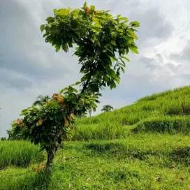 DiSewakan Cepat Lahan Khusus Untuk Villa/Hotel