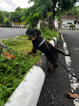 ANAK ANJING ROTTWEILER