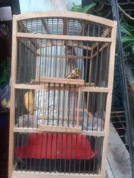 Burung kenari loper riwikan fullset kandang kotak