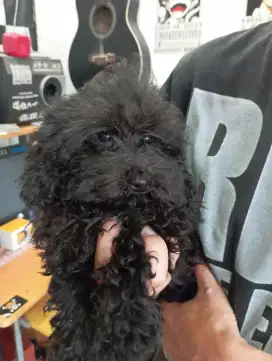 Poodle puppy jantan