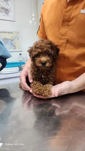 Red Toy Poodle Puppy