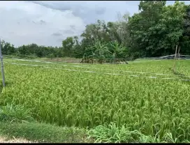 TANAH SHM 703 M