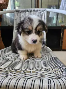 ANAKAN PUPPY CORGI CORGY JANTAN BETINA STAMBUM LUCU GEMBUL GEMES