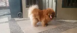 Anjing Pomeranian