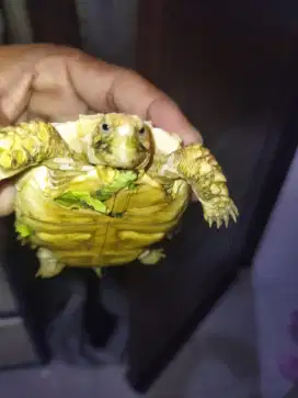 Kura Kura Sulcata  7/5 Cm